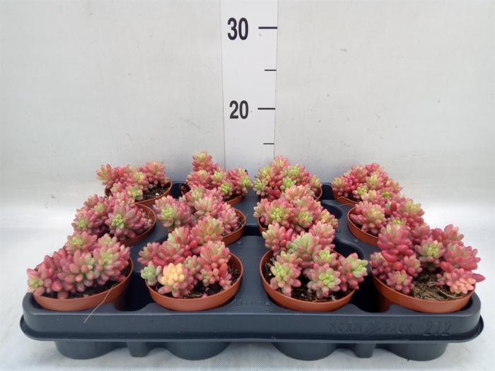 <h4>Sedum rubrotinctum 'Aurora'</h4>