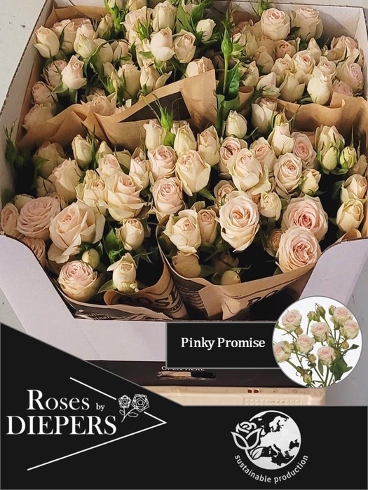 <h4>R TR PINKY PROMISE</h4>