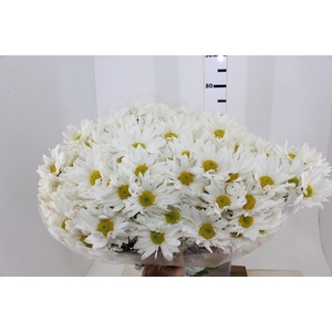 CRISANTEMO WHITE REAGAN 080 CM