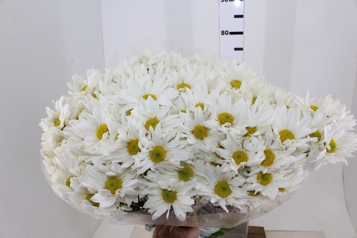CRISANTEMO WHITE REAGAN 080 CM