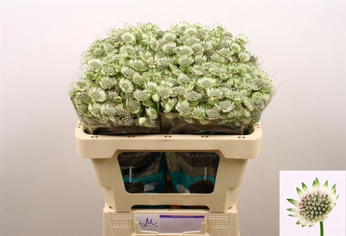 <h4>Astrantia Billion Stars Xl</h4>