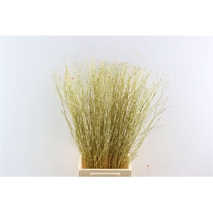 Berk 70cm Gl Goud Pbs