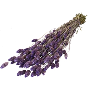 Dried flowers Phalaris 70cm