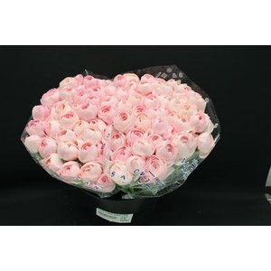 Cloni X Pink Hanoi X100