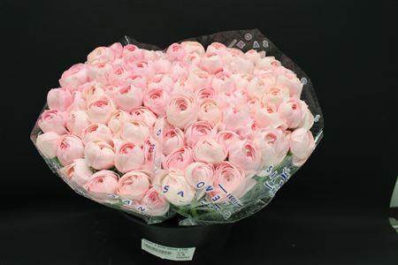 <h4>Cloni X Pink Hanoi X100</h4>