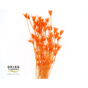 Dried Bleached Nigella Orientalis Orange