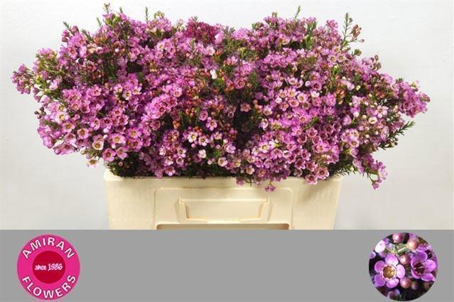 <h4>CHAME PAINTED LAD</h4>