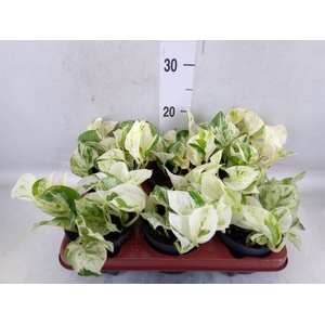 Epipremnum pinn. 'Happy Leaf'