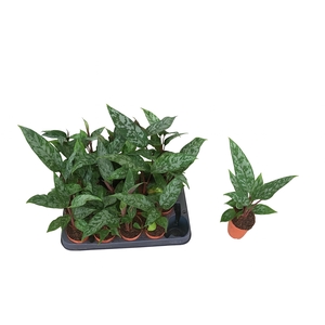 APOB ACUMINATISSIMA