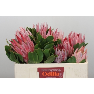 Protea Cynaroides