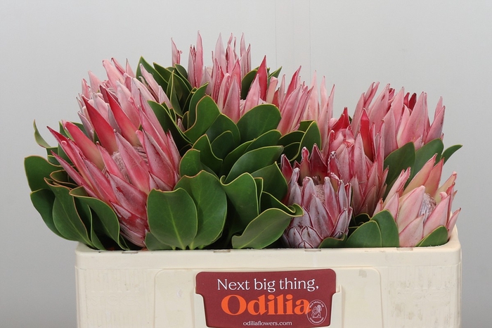 <h4>Protea Cynaroides</h4>