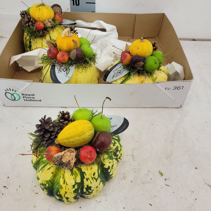 <h4>CUCURBITA OV</h4>