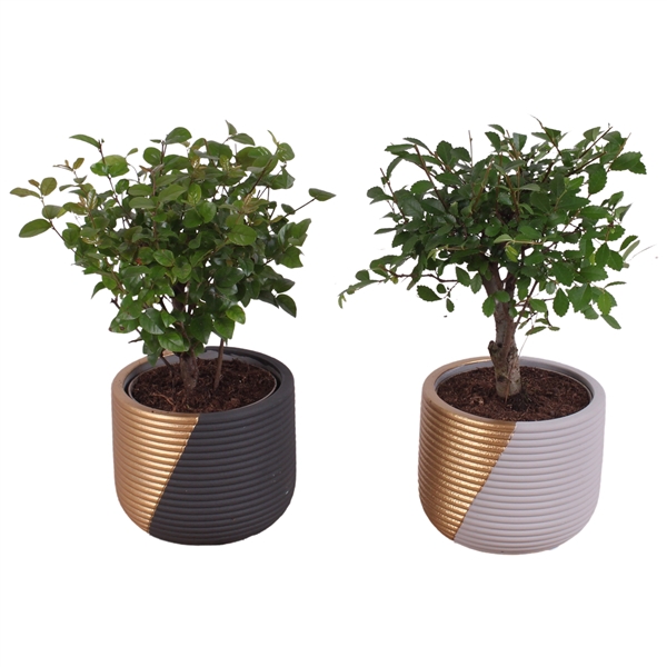 <h4>Bonsai Indoor Mix Ø 9cm Ball Shape in Ø11cm Ceramic PL468</h4>