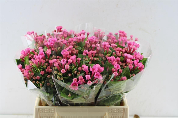 <h4>Bouvardia En Royal Roza Hotpink</h4>