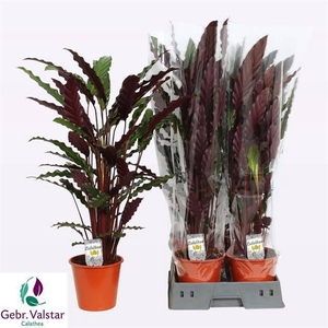 Calathea Rufibarba Wavestar 19Ø 80cm