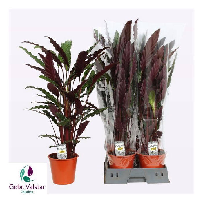 <h4>Calathea Rufibarba Wavestar 19Ø 80cm</h4>