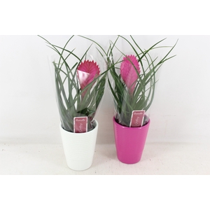 arr3 ZS - Til. Anita streep pot x11
