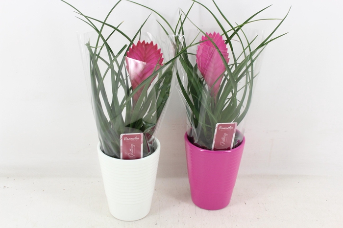 <h4>arr3 ZS - Til. Anita streep pot x11</h4>