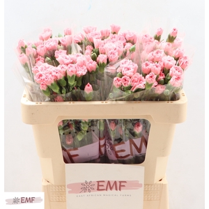 Di Tr Rascal Pink