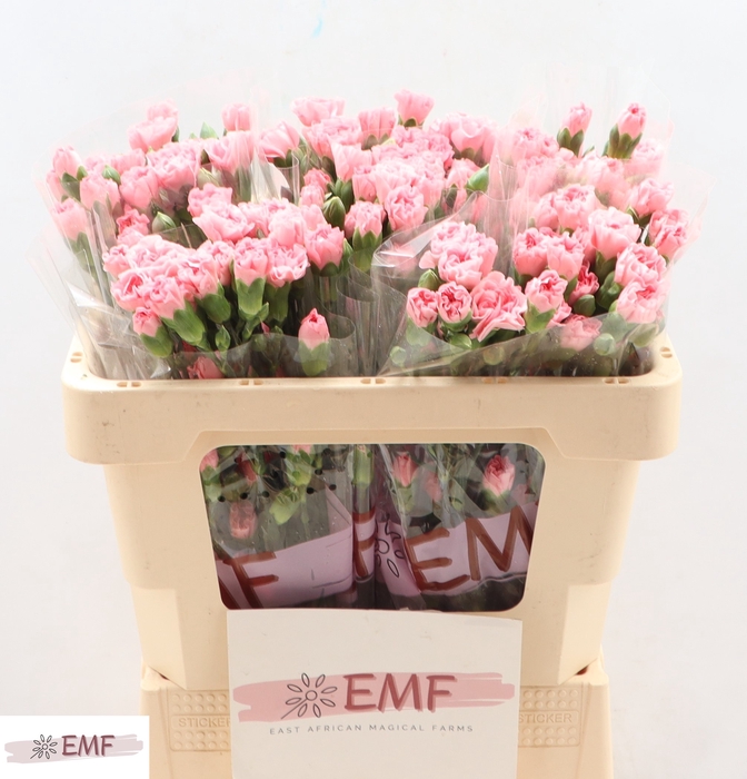 <h4>DI TR RASCAL PINK</h4>