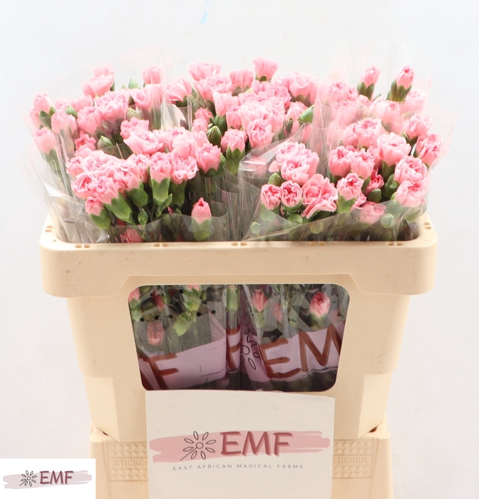 <h4>Di Tr Rascal Pink</h4>