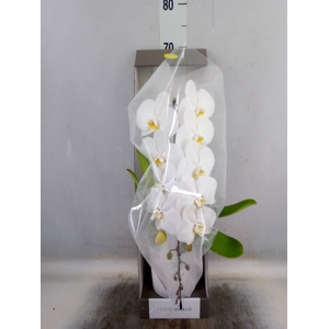 Phalaenopsis   ...white