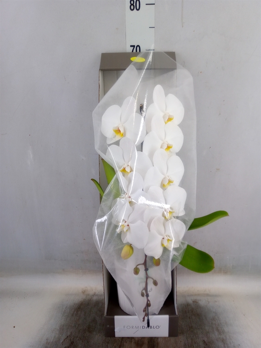 <h4>Phalaenopsis   ...white</h4>