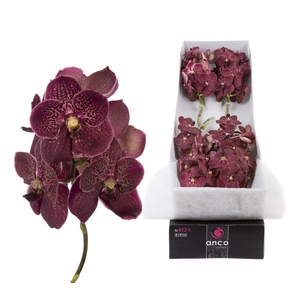 Vanda Chocolate Red