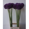Allium Ambassador Extra 90cm