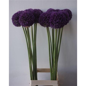 Allium Ambassador Extra 90cm