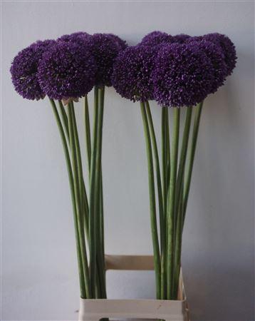 <h4>Allium Ambassador Extra 90cm</h4>
