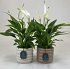 SPATHIPHYLLUM WALLISII