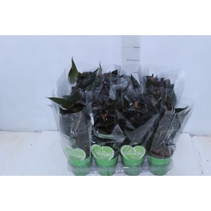 ANTHURIUM BLACK LOVE P09