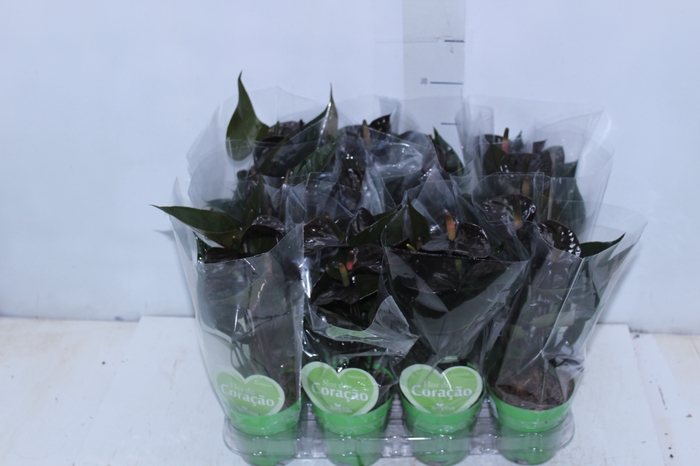 <h4>ANTHURIUM BLACK LOVE P09</h4>