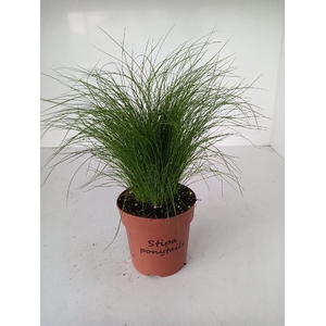 Stipa Tenuifolia Ponytails12