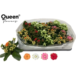 KALAN CALAN MIX QUEEN P6