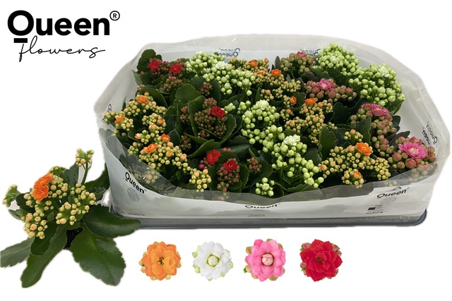 <h4>KALAN CALAN MIX QUEEN P6</h4>