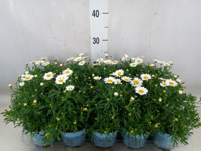 <h4>Argyranthemum  'La Rita Comp White'</h4>