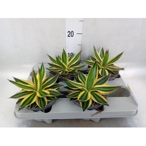 Agave lophantha 'Quadricolor'