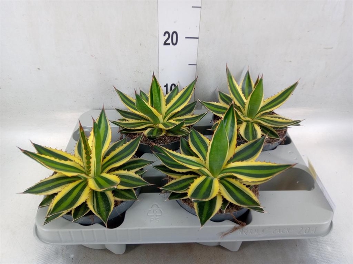 <h4>Agave lophantha 'Quadricolor'</h4>