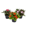 SUNPATIENS P13
