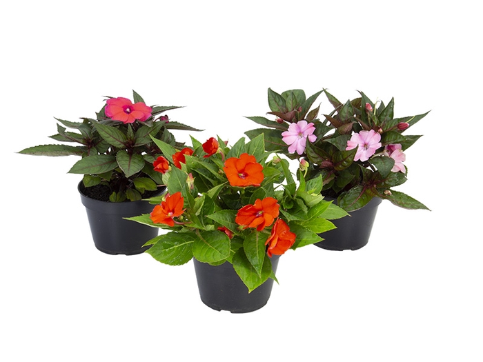 SUNPATIENS P13