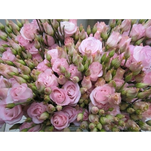 Eust G Rosi G Sweet Rose