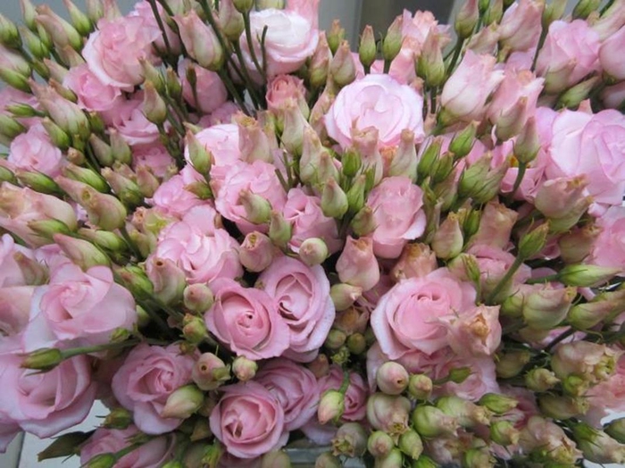 <h4>Eust G Rosi G Sweet Rose</h4>