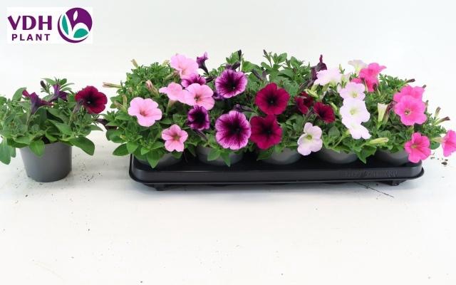 <h4>PET FOR GEM</h4>