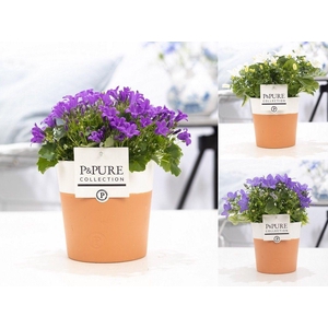 Campanula Mix Pure Terra Cotta