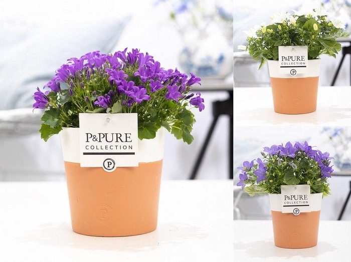 <h4>Campanula Mix Pure Terra Cotta</h4>