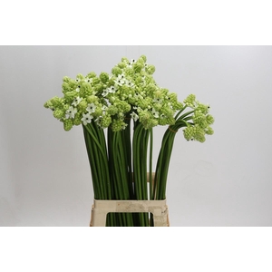 Ornithogalum Saundersiae