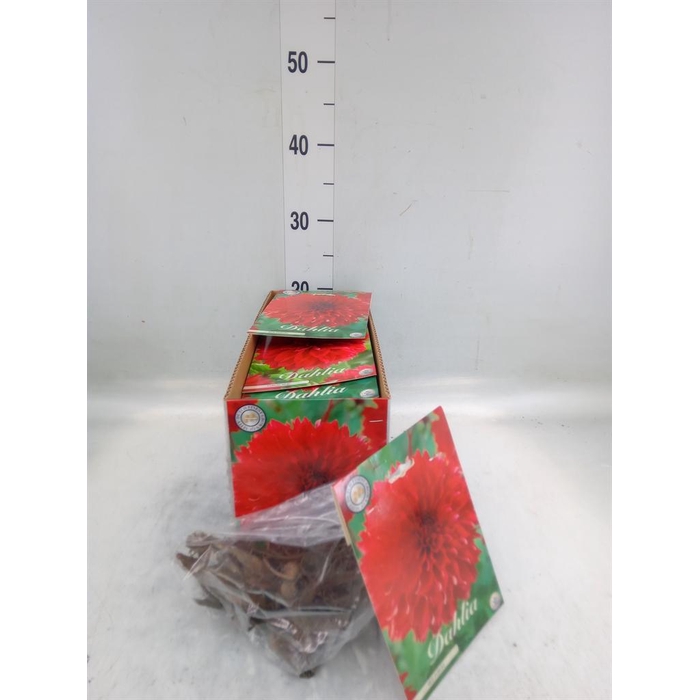 <h4>Dahlia   ...flowerbulbs</h4>