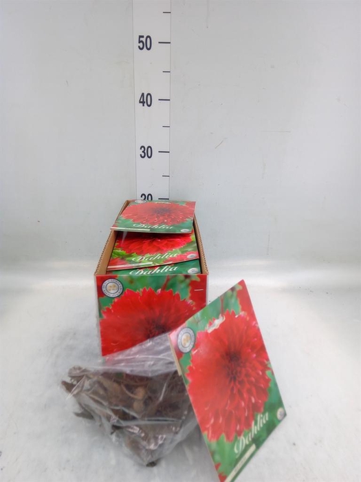 <h4>Dahlia   ...flowerbulbs</h4>